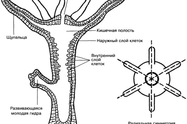 Как восстановить пароль на кракене